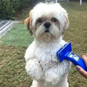 Self-cleaning grooming brush